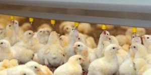 Twin Clean Line Drinking System