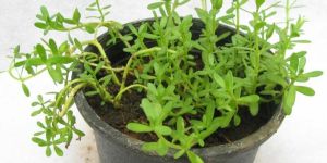 Brahmi Plants