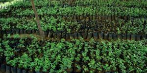 Medicinal & Herbal Plants Nursery