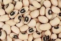 Cowpea Seed