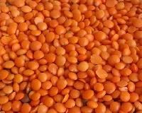 Masoor Pulses