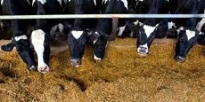 Cattlefeed Chemicals & Minerals