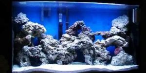 Marine Tank Setup
