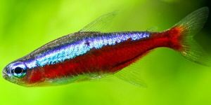 Tetra Fish
