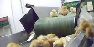 SUBMERGE BELT CONVEYOR