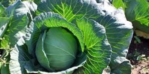 Cabbage Plants