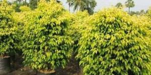 Ficus Benjamina Plant