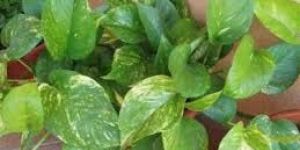 Epipremnum Aureum Plant