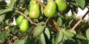 Guava Plants
