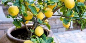 Lemon Plants
