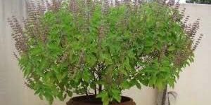 Tulsi Plants