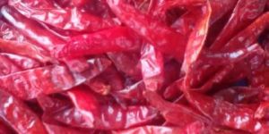 Dried Red Chilli