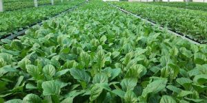 Gerbera Tissue Culture Plant