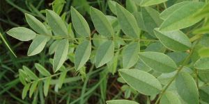 Mulethi Plant
