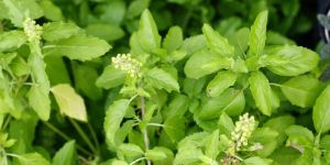 Tulsi Plant