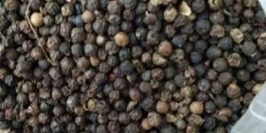 Black Pepper