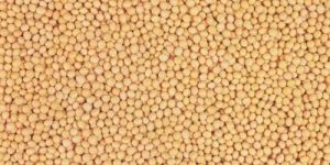 Soybean Seeds