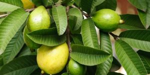 Guava Leaves