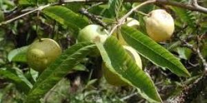 Guava Leaves (Dry)