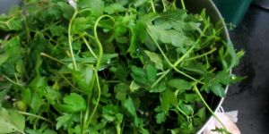 Mudakathan (Dry) Cardiospermum Halicababum