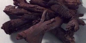 Ratan Jot (Jatropha Curcas)