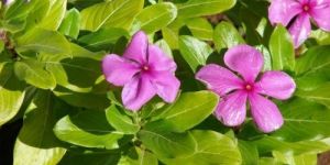 Vinca Rosea