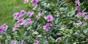 Vinca Rosea Dry