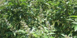 Vitex Negundo
