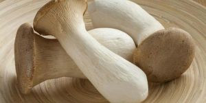 King Oyster Mushroom