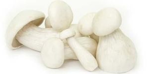 Milky Mushroom