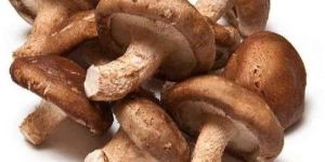 Shiitake Mushroom