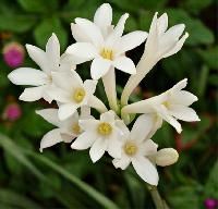 Tuberose