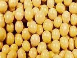 Organic Soybean Seeds