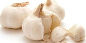 Organic Garlic
