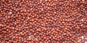 Finger Millet Seeds