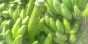 Fresh Green Banana