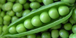 Fresh Green Peas
