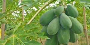 Fresh Green Papaya