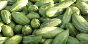 Fresh Pointed Gourd