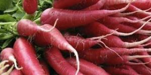 Fresh Radish