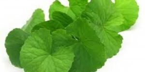 Centella Asiatica Extract