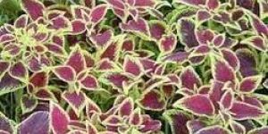 Coleus Forskohlin