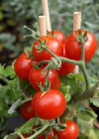 Tomato Plant