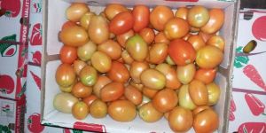 Fresh Tomatos