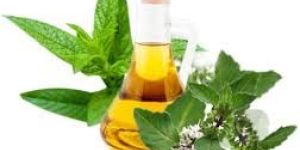Mentha Arvensis Oil