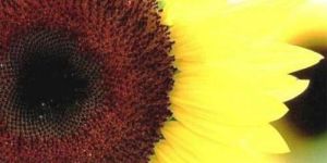 Sunflower Carrier Oil