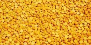 Yellow Lentils