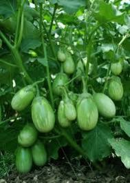 Hybrid Brinjal Seed