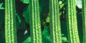 Op Ridge Gourd Seed