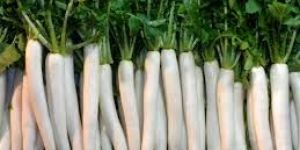 Radish Seeds